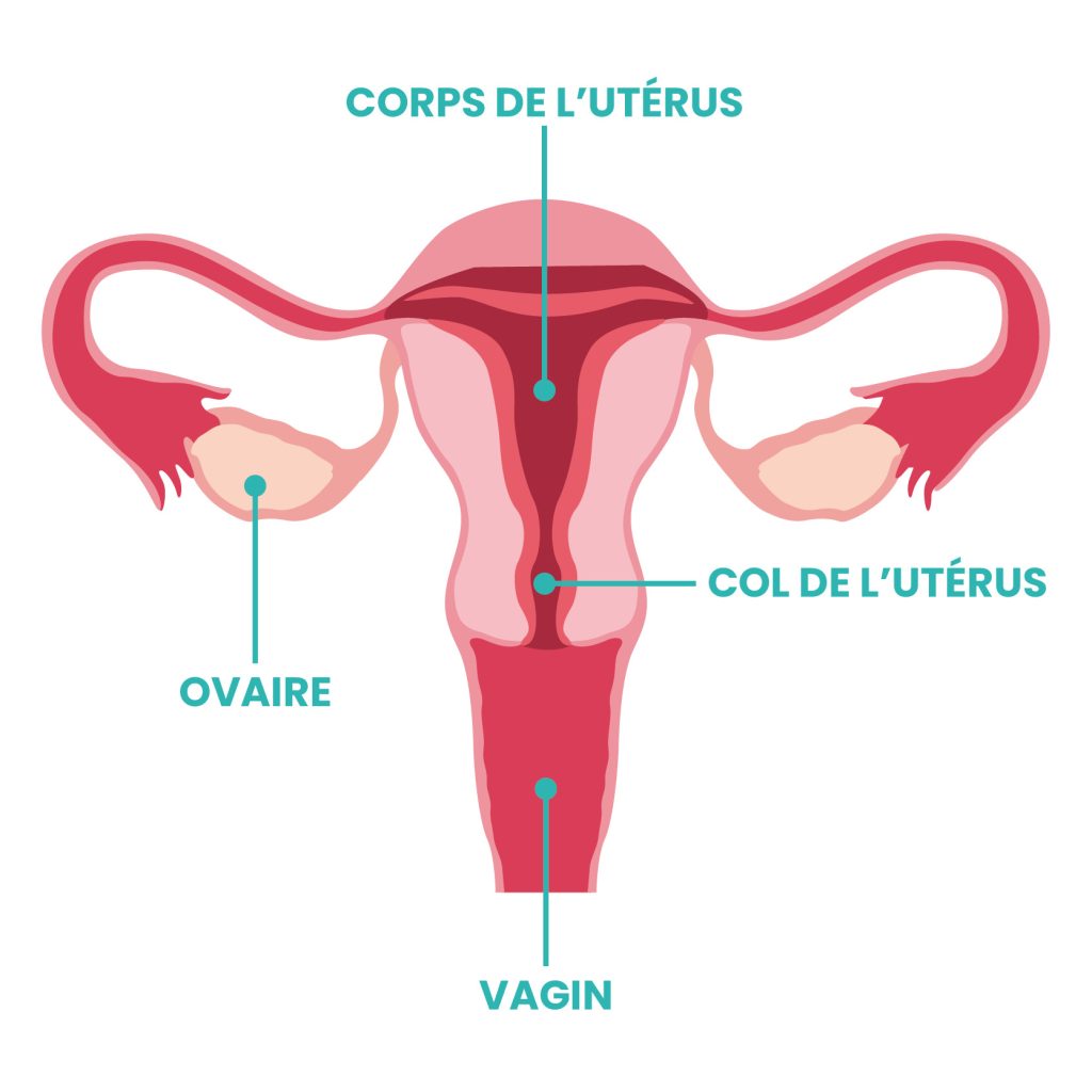 Appareil reproductif féminin